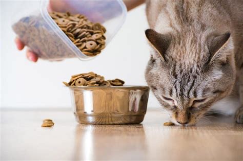 Top 3 Best Dry Cat Foods for Urinary Health : Expert Advice - TinPaw