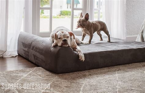 Study Showed Significant Improvement of Arthritis Symptoms Resulted from... a Dog Bed?