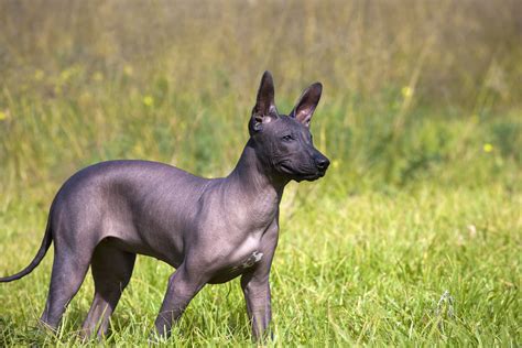 At What Age Is A Peruvian Hairless Dog Full Grown