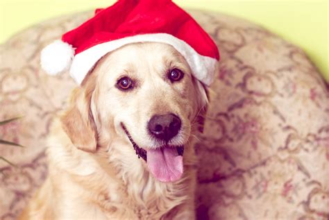 Download Santa Hat Dog Animal Golden Retriever 4k Ultra HD Wallpaper