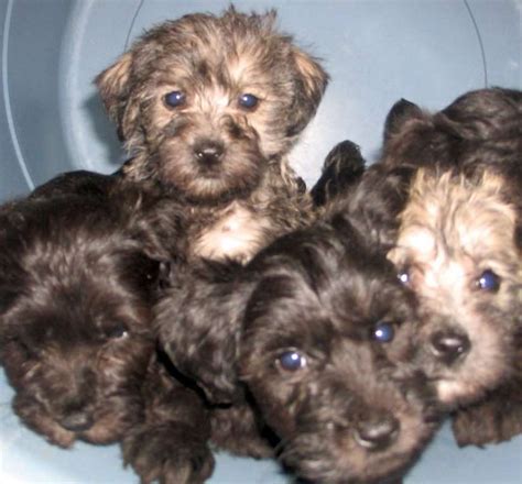 Schnoodle designer dog breed - miniature and giant Schnoodles breed info