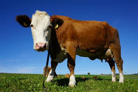 Portrait of Cow Standing in Pasture · Free Stock Photo