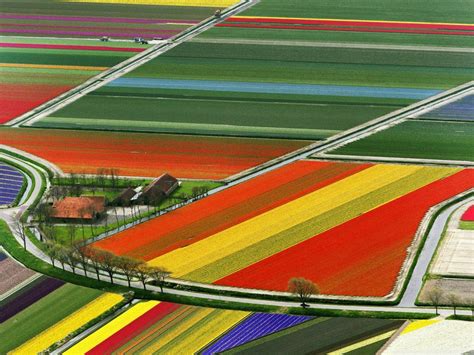 Tulip fields in Netherlands are incredible : pics