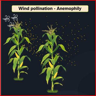 What is anemophily? Write two features of anemophilous flowers.