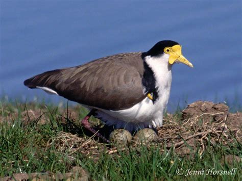 Masked Lapwing