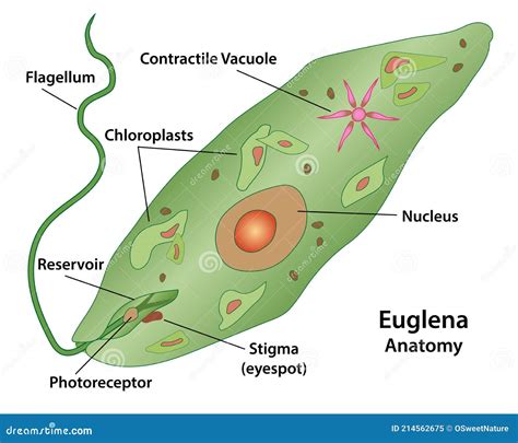 Euglena Protozoan Microscopic Cell Structures Cartoon Vector | CartoonDealer.com #214562675