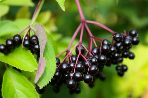 Common Elder berry — Ontario Native Plant Nursery | Container Grown | (705)466-6290