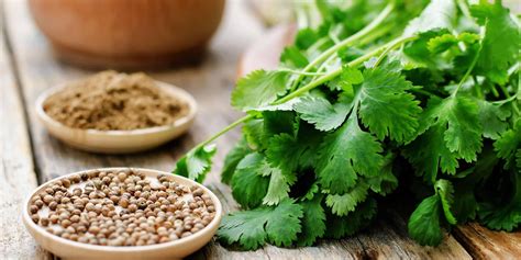 ALL ABOUT CORIANDER | HERBS | Ayurveda at AOLRC