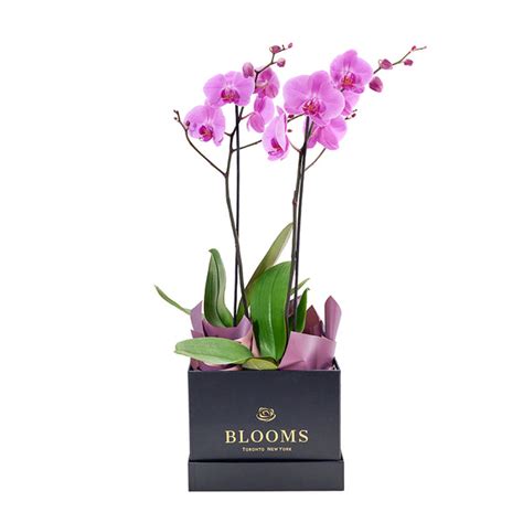 Orchids Delivery New York & NYC - New York Blooms