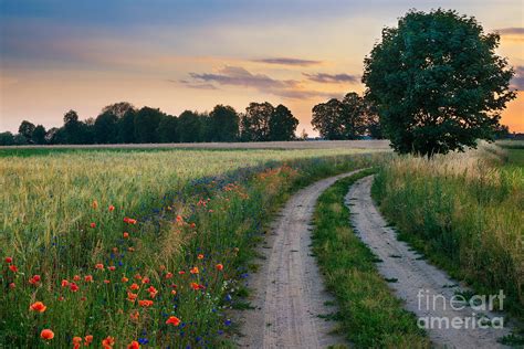 Summer Landscape With Country Road Photograph by Ysuel | Fine Art America