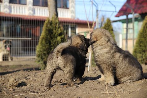 Preparing to receive a Caucasian Shepherd pup - Titans Family