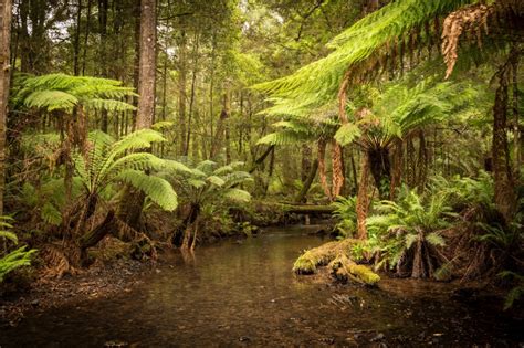 Australia's Largest Temperate Rainforest Is Under Threat! - WildArk