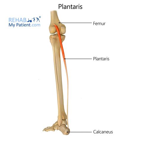 Plantaris Origin And Insertion