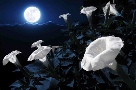 Magical moonlight garden design for your customers