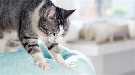 Why Do Cats Make Biscuits or knead? - Cat Vet Info