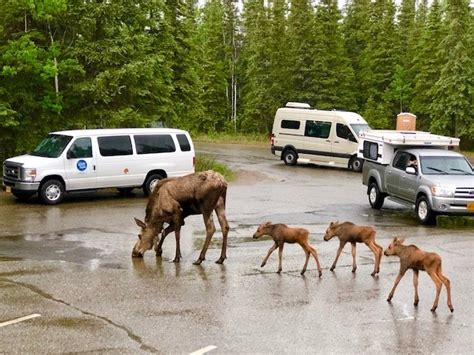 What to know about the wildlife of Denali Hostel & Cabins — Denali ...