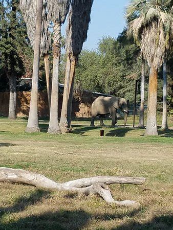 Fresno Chaffee Zoo - 2019 All You Need to Know BEFORE You Go (with ...