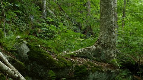 New England Forests: Massachusetts Old Growth Forest