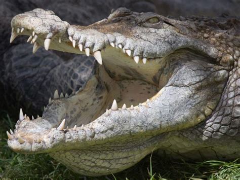 22 Astonishing Crocodile Facts 🐊 - Fact Animal (2023)