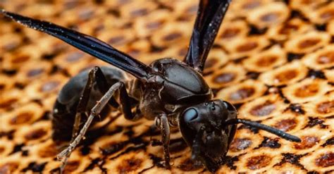 Wasp Lifespan: How Long Do Wasps Live? - A-Z Animals