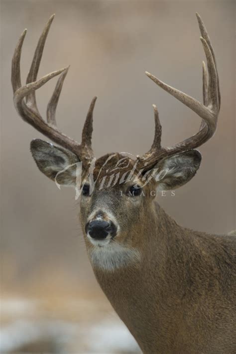 TROPHY WHITETAIL BUCK STOCK IMAGE - Windigo Images Photography