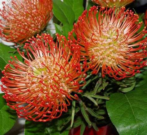 South African Red Protea Leucospermum cordifolium - 5 Seeds