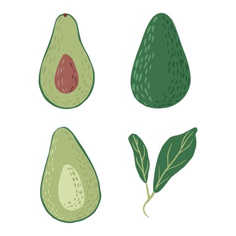 Set avocado on white background. Abstract botanical illustration whole ...