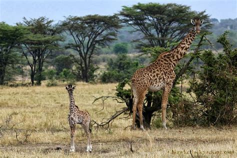 giraffe-baby | Safari Infinity | Tanzania, Africa