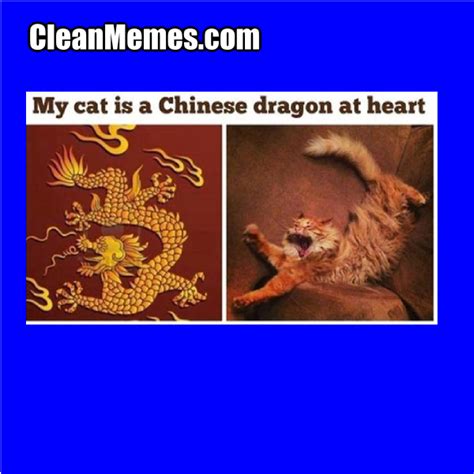 Dragon Cat – Clean Memes