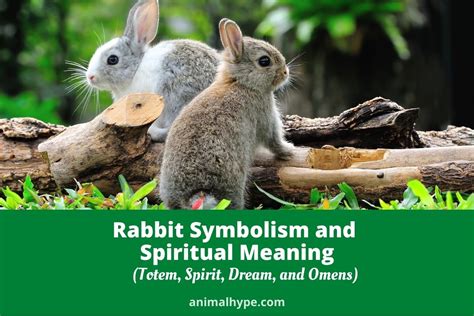 Rabbit Symbolism and Meaning (Totem, Spirit and Omens) - Animal Hype