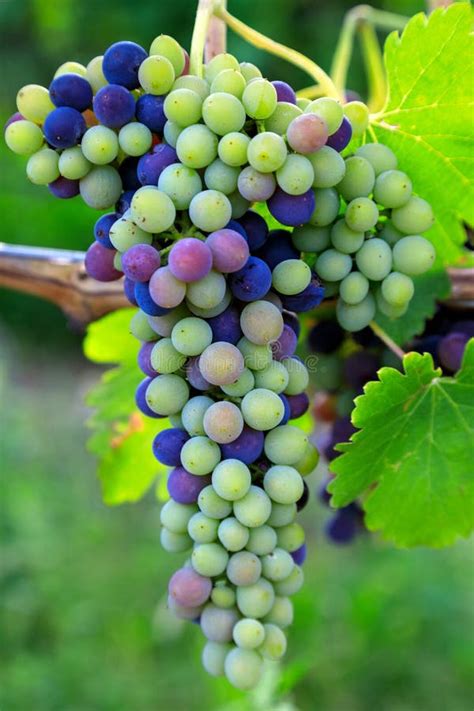 Veraison Syrah Shiraz Grape Vineyard Stock Photo - Image of british, juicy: 254969214