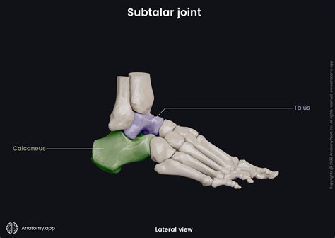 Subtalar joint | Encyclopedia | Anatomy.app | Learn anatomy | 3D models, articles, and quizzes