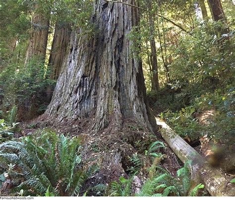 Hyperion Tree - Famous Redwoods