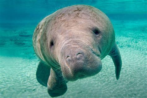 Manatee Wallpapers - Top Free Manatee Backgrounds - WallpaperAccess