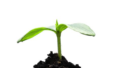 The Growth Of Young Green Plants Time Lapse Isolated Stock Footage Video 4339865 - Shutterstock