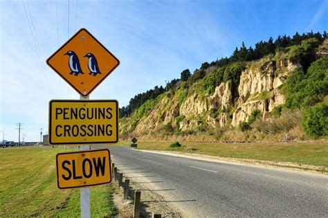 Discover The Oamaru Blue Penguin Colony In The Middle Of A New Zealand Town