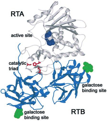 Ribbon structure of ricin with its different active sites. The figure... | Download Scientific ...