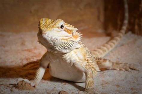 What Do Bearded Dragons Eat? Complete Food & Diet Guide