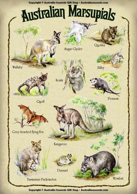 AUSTRALIAN MARSUPIAL CHART. | Animals of Australia & Oceania | Pinterest | Student-centered ...