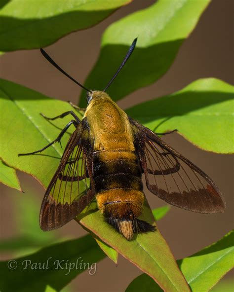 Snowberry Clearwing Hemaris diffinis (Boisduval, 1836) | Butterflies and Moths of North America