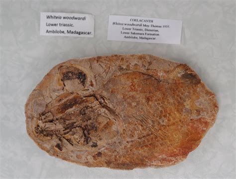 Coelacanth Fossil (Whiteia woodwardi) from theTriassic