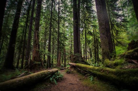 Olympic National Forest - Forest in Washington - Thousand Wonders