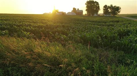 Corn field Footage | Stock Clips