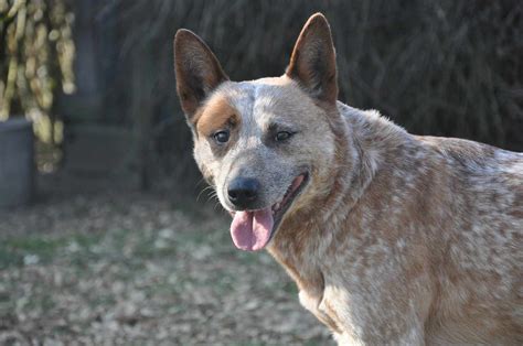 17 Top Dog Breeds for Herding Livestock