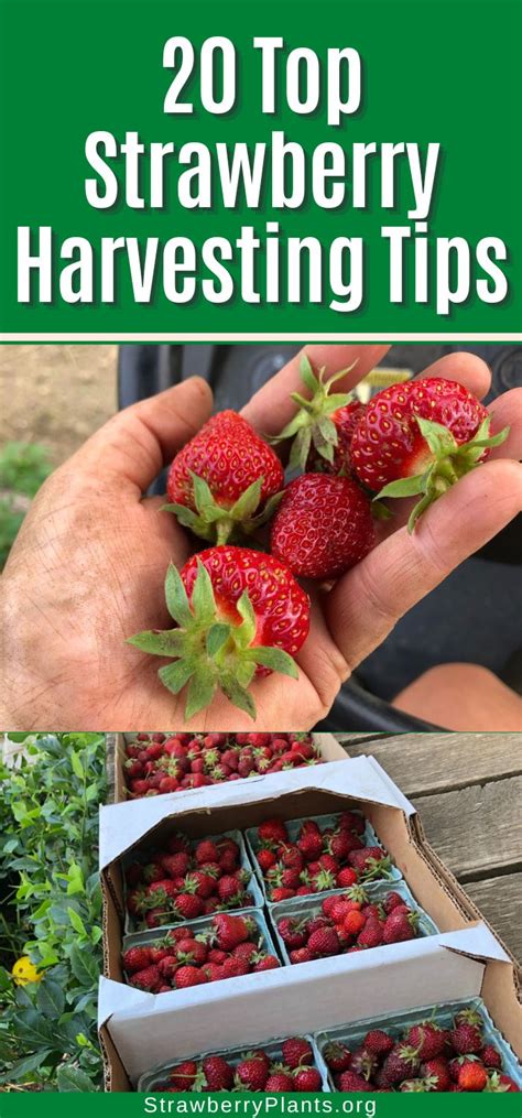 20 Top Strawberry Harvesting Tips – Strawberry Plants