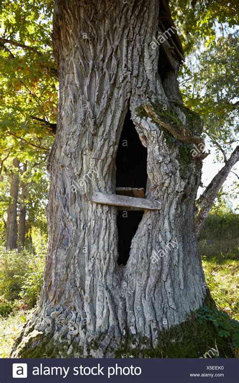 hole in tree trunk | Tree, Tree trunks, Tree trunk