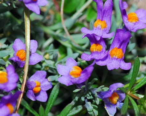 Best alpine plants: 16 types for borders, pots and rockeries | Gardeningetc