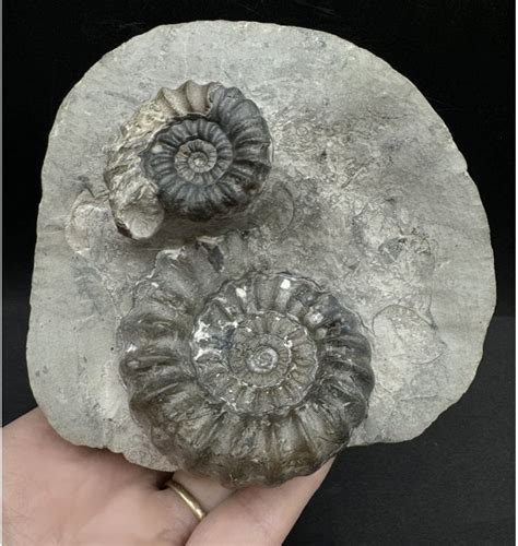 Fossils For Sale | Fossils-UK.com | Double Lower Lias, Lower Jurassic ...