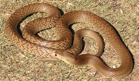 Gwardar or Western Brown Snake. Pale form with indistinct neck chevron ...