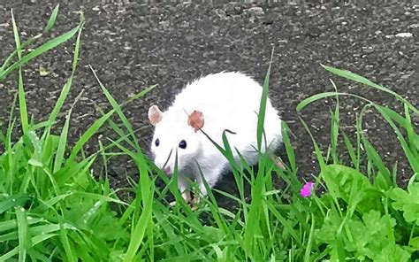 Differing Opinion On What To Do About Park Walk’s Rare White Rat – This ...